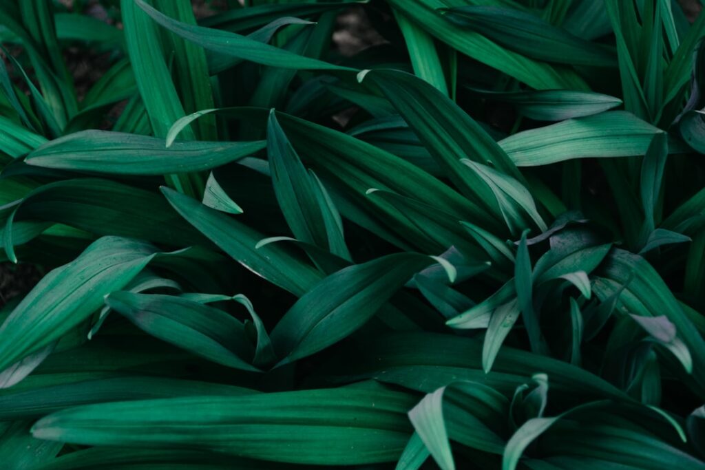 découvrez l'univers apaisant de la verdure avec 'greenery'. plongez dans une collection inspirante de plantes, d'idées de décoration intérieure et d'astuces pour intégrer la nature dans votre quotidien. transformez votre espace de vie en un havre de paix verdoyant.