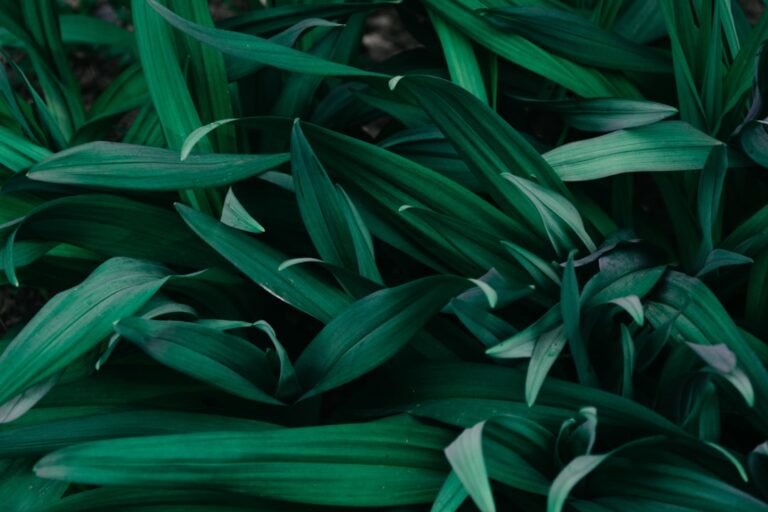 découvrez l'univers apaisant de la verdure avec 'greenery'. plongez dans une collection inspirante de plantes, d'idées de décoration intérieure et d'astuces pour intégrer la nature dans votre quotidien. transformez votre espace de vie en un havre de paix verdoyant.