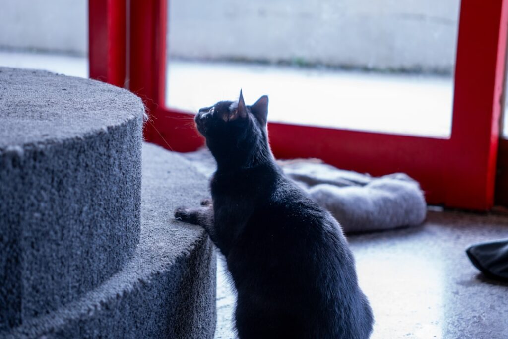 découvrez l'univers chaleureux d'un cat café : savourez des boissons gourmandes en compagnie de chats adorables, dans un lieu unique dédié au bien-être et à la détente.
