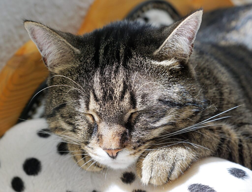 découvrez notre large gamme d'accessoires et de fournitures pour animaux de compagnie : alimentation, jouets, produits d'hygiène et tout pour le bien-être de votre animal. livraison rapide et conseils d'experts.