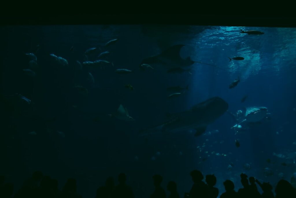 découvrez aquarium planet ocean à montpellier, un lieu unique pour explorer la vie marine avec des expositions fascinantes et des activités pour toute la famille.