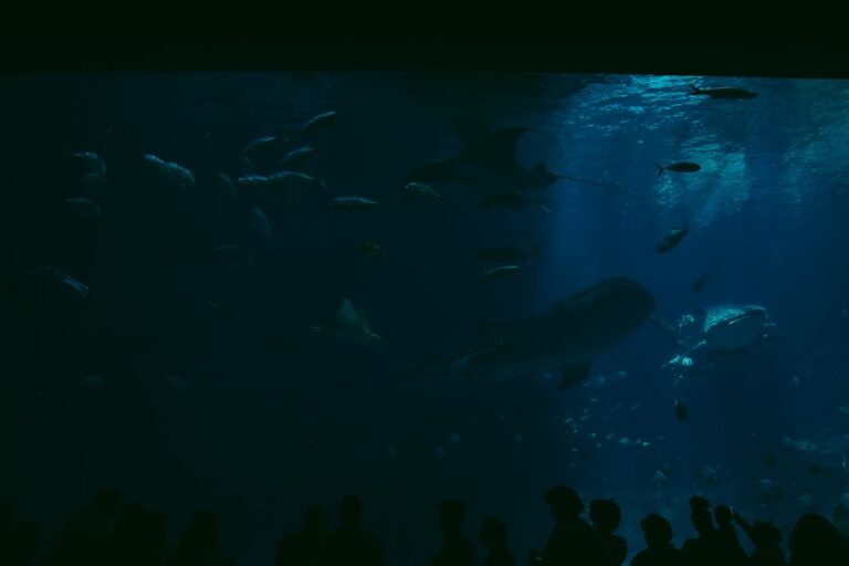 découvrez aquarium planet ocean à montpellier, un lieu unique pour explorer la vie marine avec des expositions fascinantes et des activités pour toute la famille.